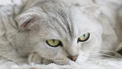 双内腰层层递进撕裂防线